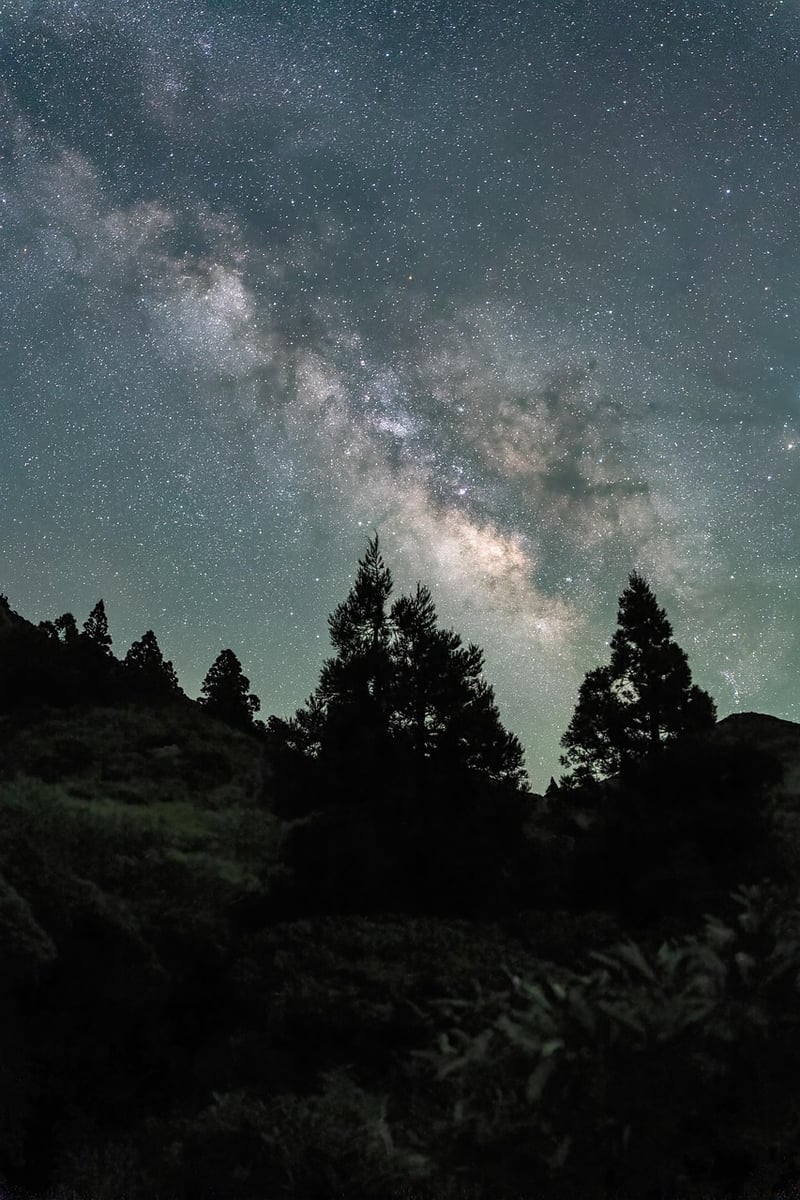 Moonlit Gardens
